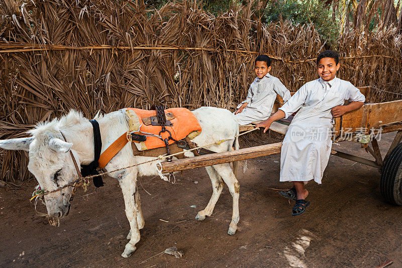 骑着驴车的穆斯林男孩，锡瓦绿洲，撒哈拉
