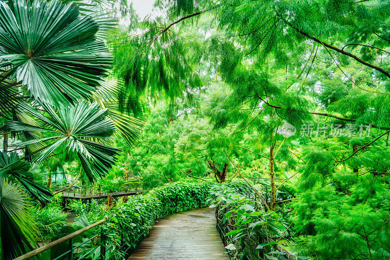 新加坡公共植物园的小路