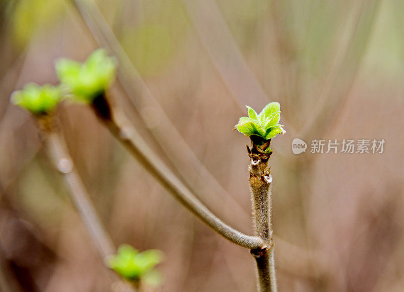 春芽的特写