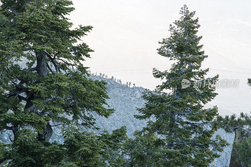 科切拉山谷和棕榈泉