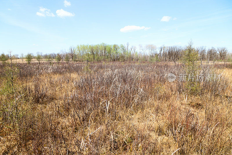 明尼苏达州野生动物保护区的春天沼泽