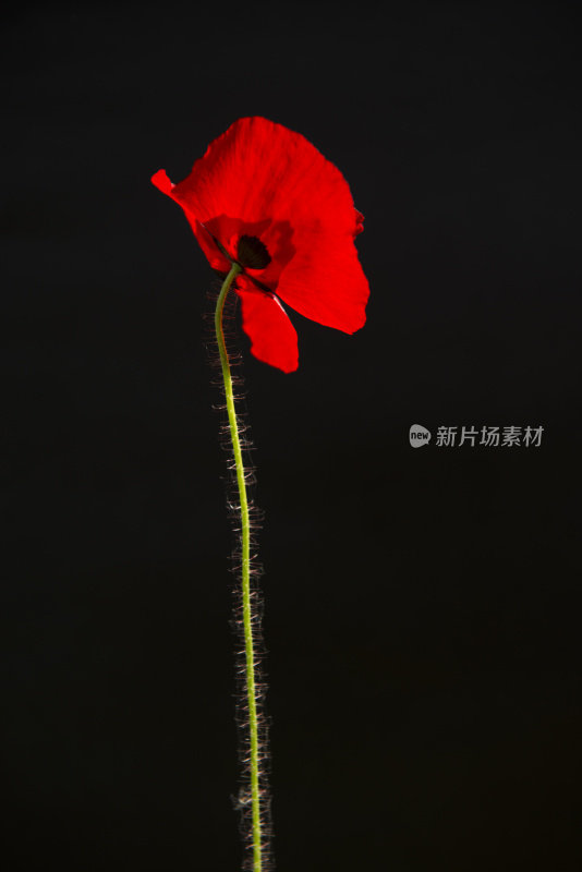 罂粟花在黑色的背景