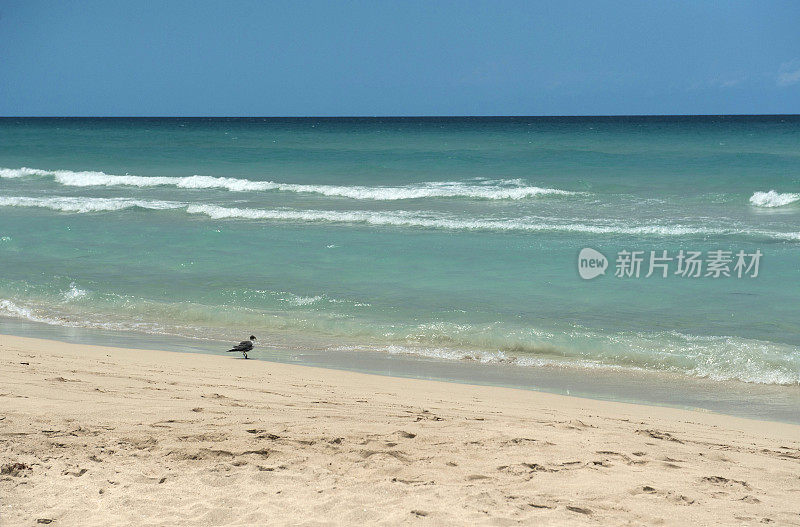 海滩上的鸟，巴拉德罗