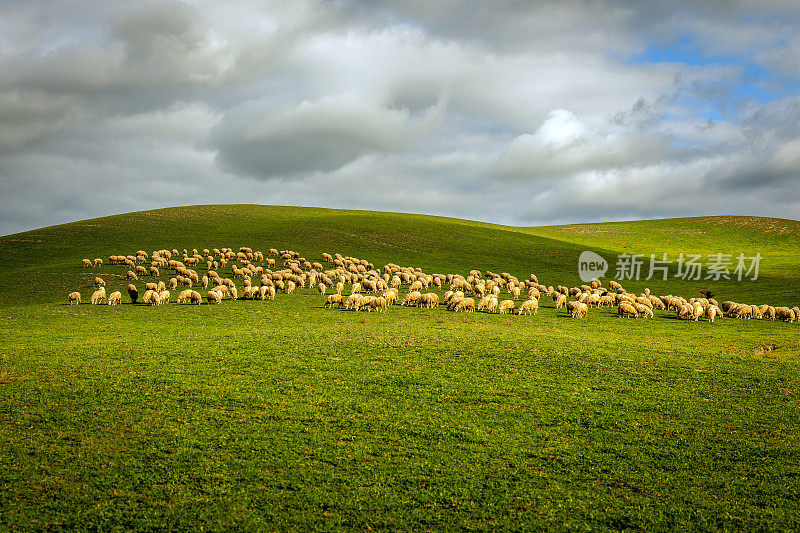 意大利托斯卡纳的一群羊