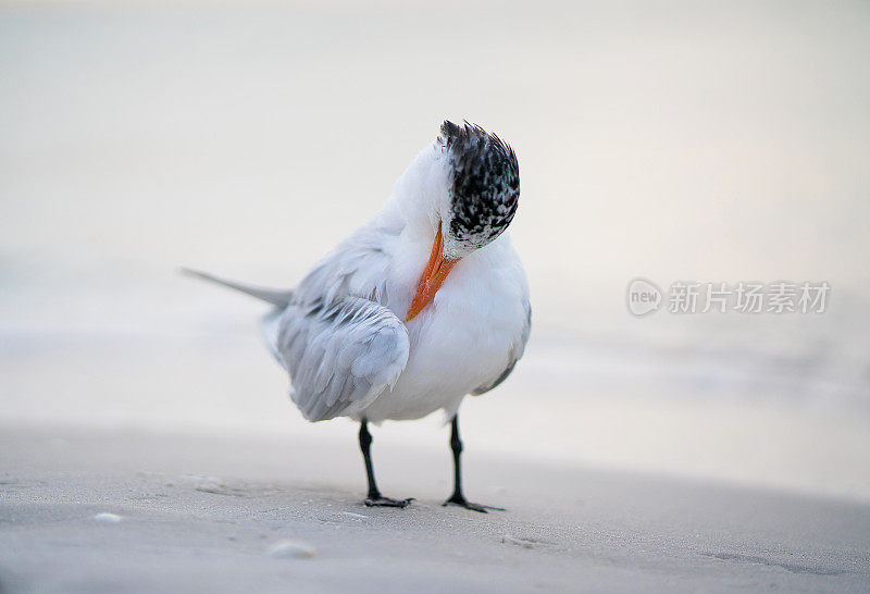 沿海的皇家燕鸥