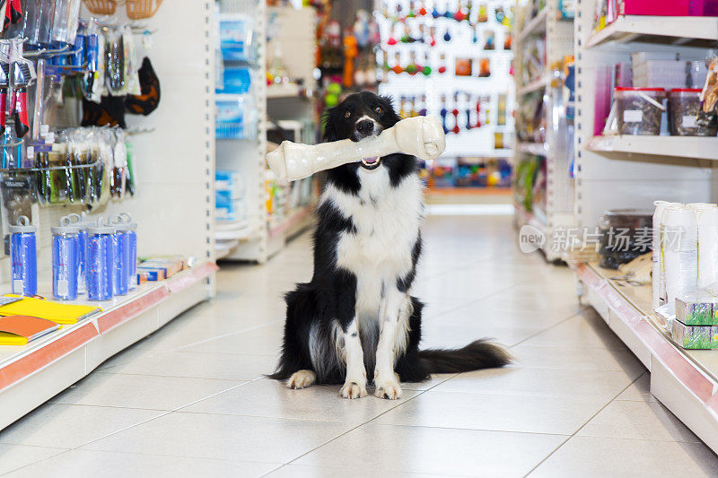 可爱的边境牧羊犬和大宠物骨头在宠物店