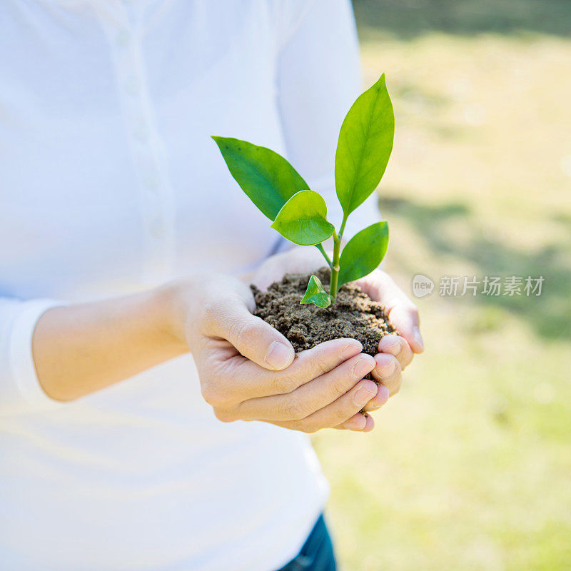 一株植物在女性手中