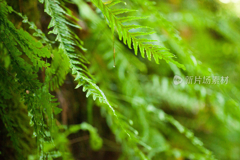 长在树干上的一种野生蕨类植物