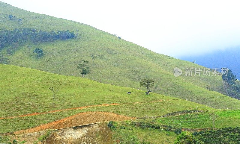 陡峭山坡上的牛