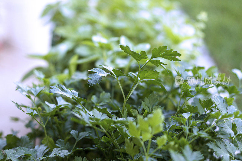 新鲜的香菜