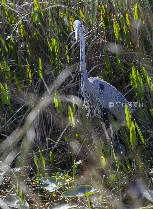 大蓝鹭在大沼泽地