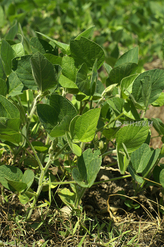 7月大豆植物