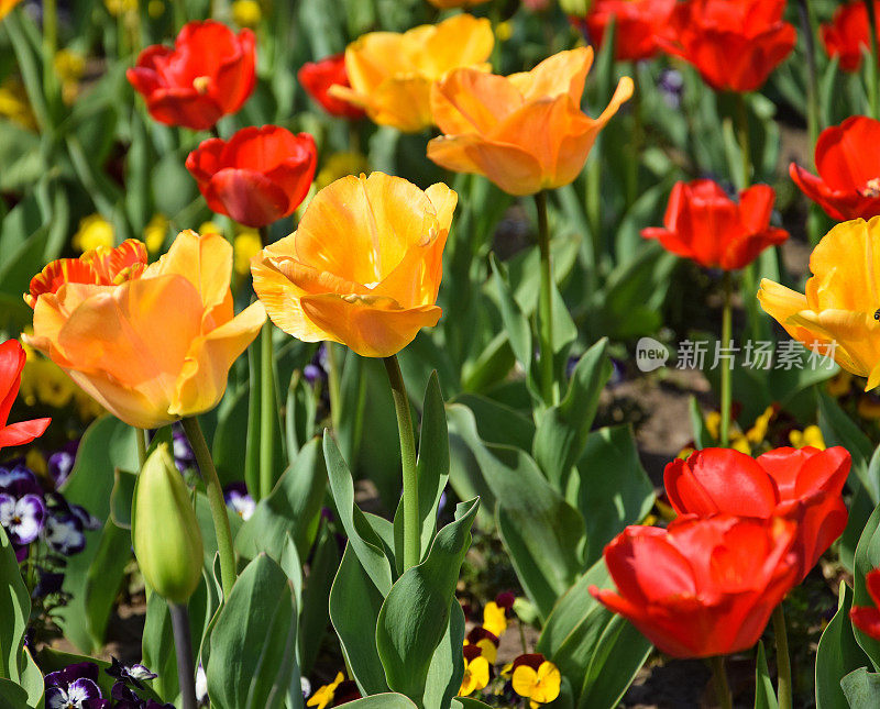 郁金香花