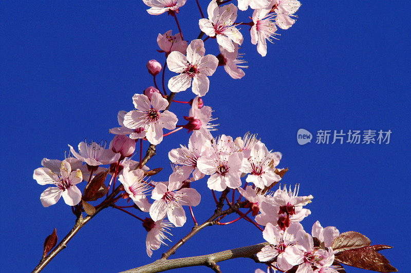 装饰梅花前一片蓝天