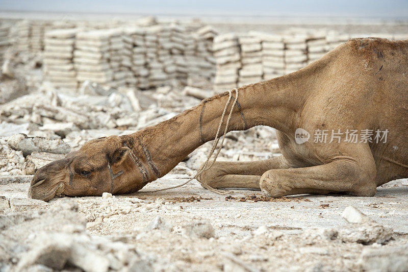 埃塞俄比亚达纳基尔沙漠中的懒骆驼