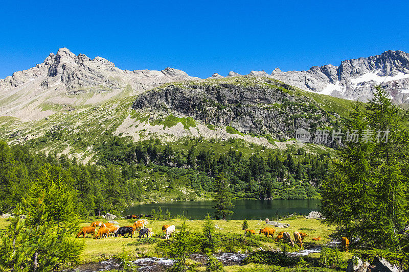 牛在高山里吃草