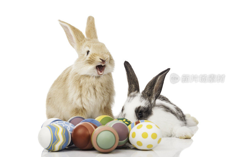 有趣的复活节兔子