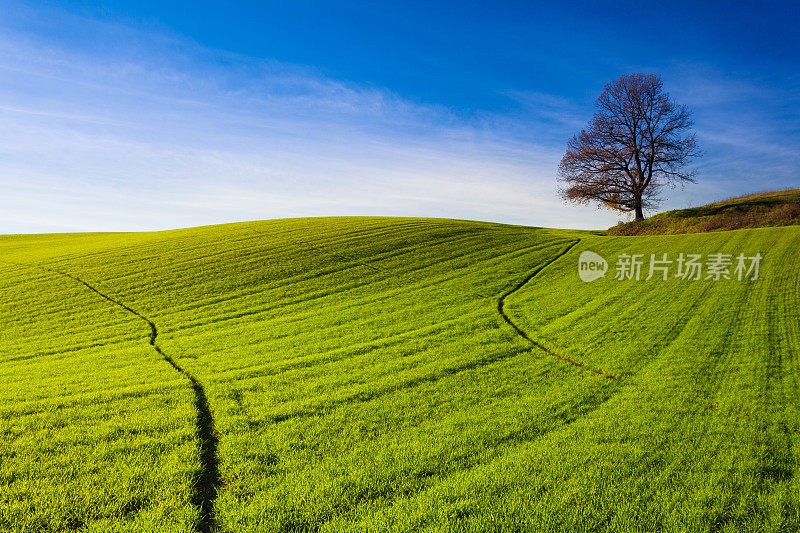 青山绿树景观