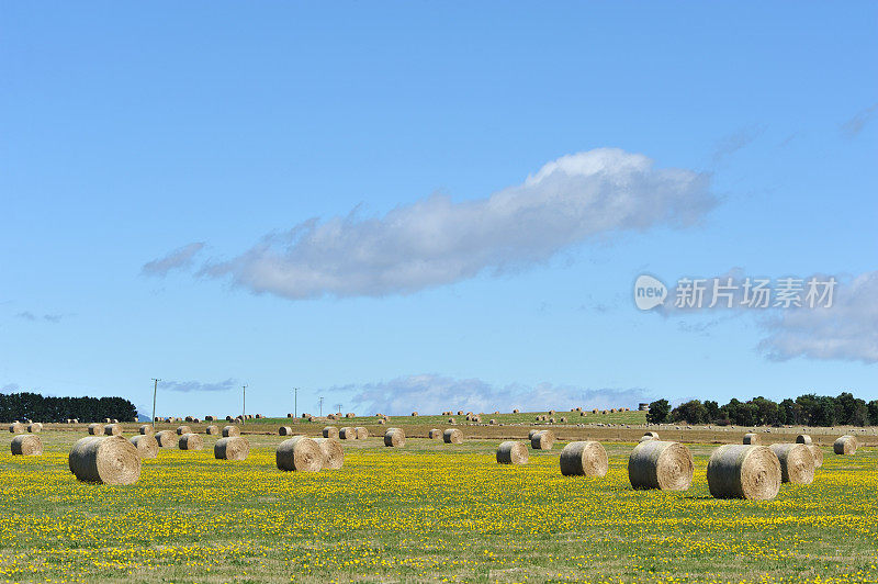 田间干草捆