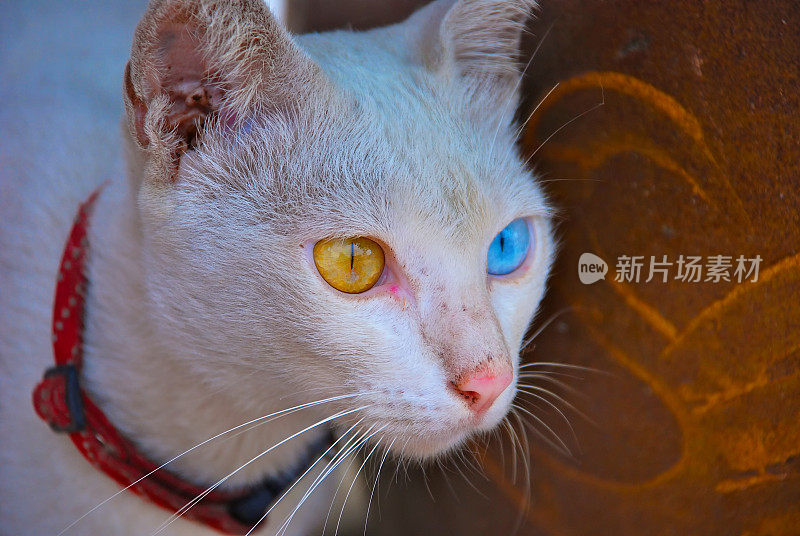 有不同颜色眼睛的猫