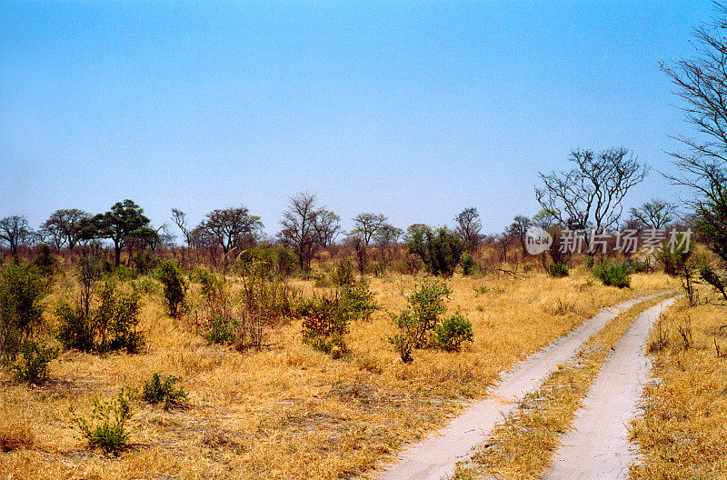 博茨瓦纳全景:草地，树木和狩猎赛道