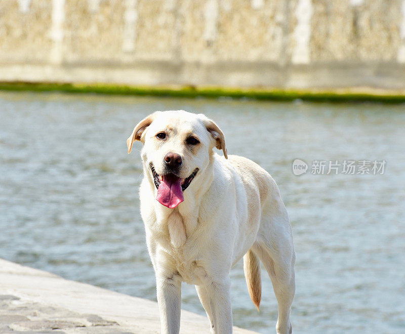 巴黎拉布拉多寻回犬