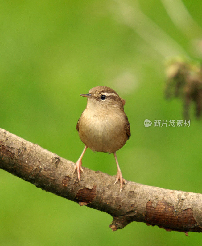 雷恩(Troglodytes-troglodytes)