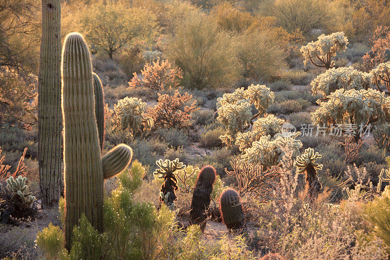 多彩的亚利桑那州索诺兰沙漠风景