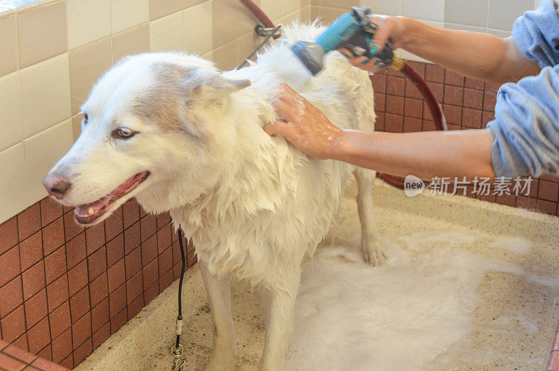 可爱的狗被洗