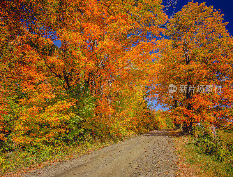 在佛蒙特州，一条秋天的乡间小路两旁种着糖枫树