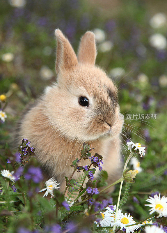可爱的小兔子在五颜六色的草地上