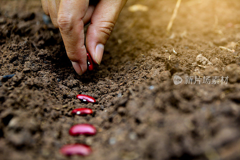 双手把红豆种子插在地里