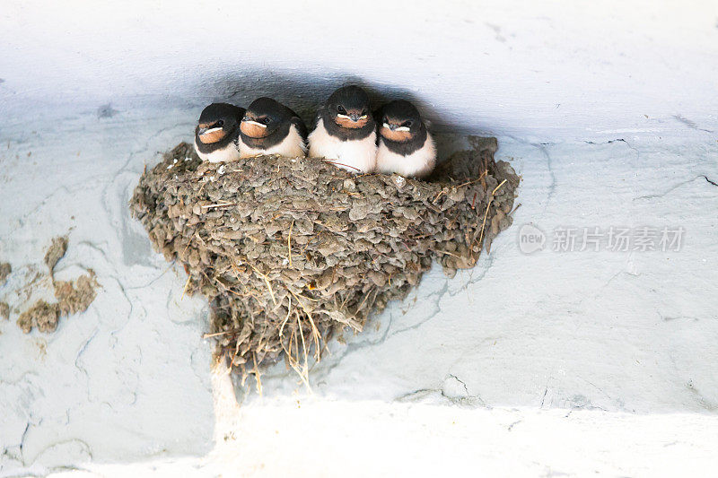 小燕子在巢中等待父母的喂食