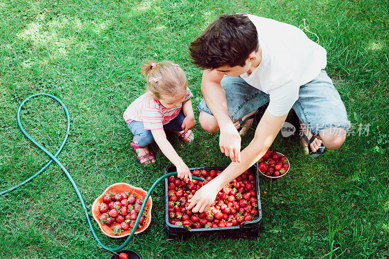 兄弟姐妹在花园里洗摘来的草莓