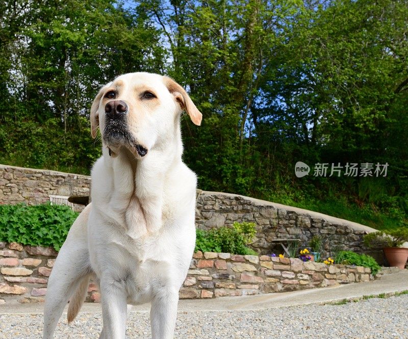 英国乡村的拉布拉多寻回犬