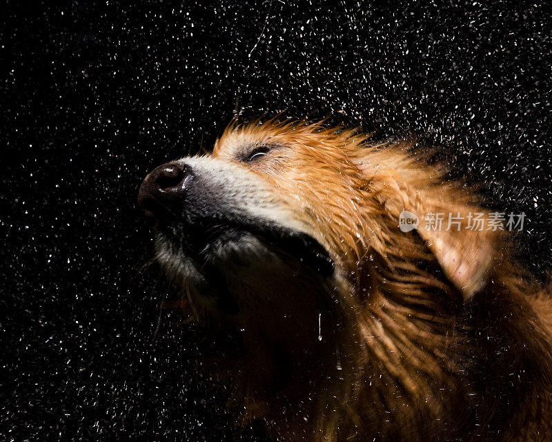 沐浴犬金毛寻回犬