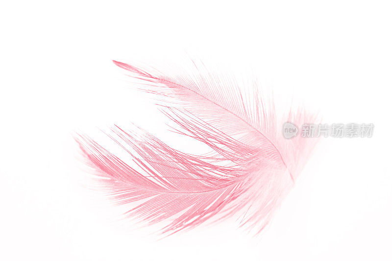 软珊瑚粉颜色趋势鸡羽毛纹理背景