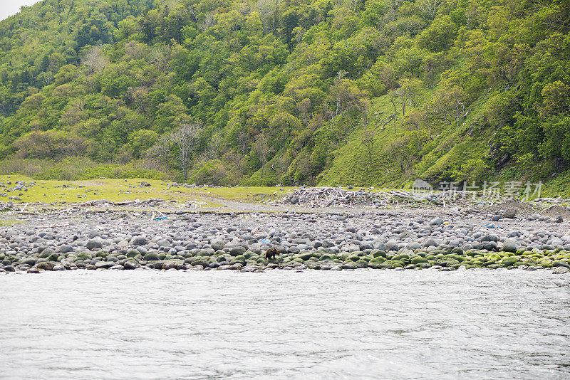 日本北海道知床半岛海岸的棕熊