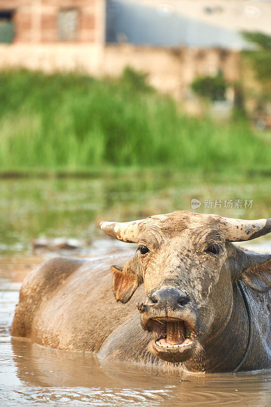 这是越南丰年克邦国家公园稻田里一头张大嘴巴的水牛的肖像。洗泥浴。