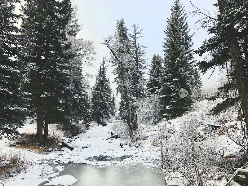 白色风景-科罗拉多州西部高海拔冬季降雪