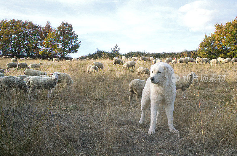 牧羊犬值班