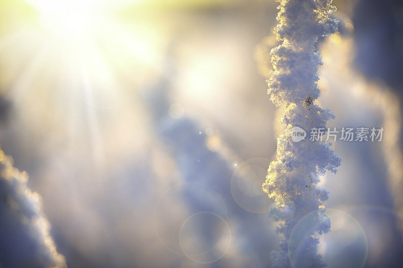 在夕阳的照耀下，干枯的植物和雪地上的霜冻和冰晶。