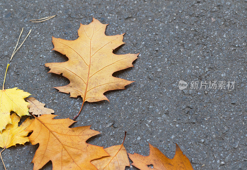 秋天干燥的橡树和枫叶