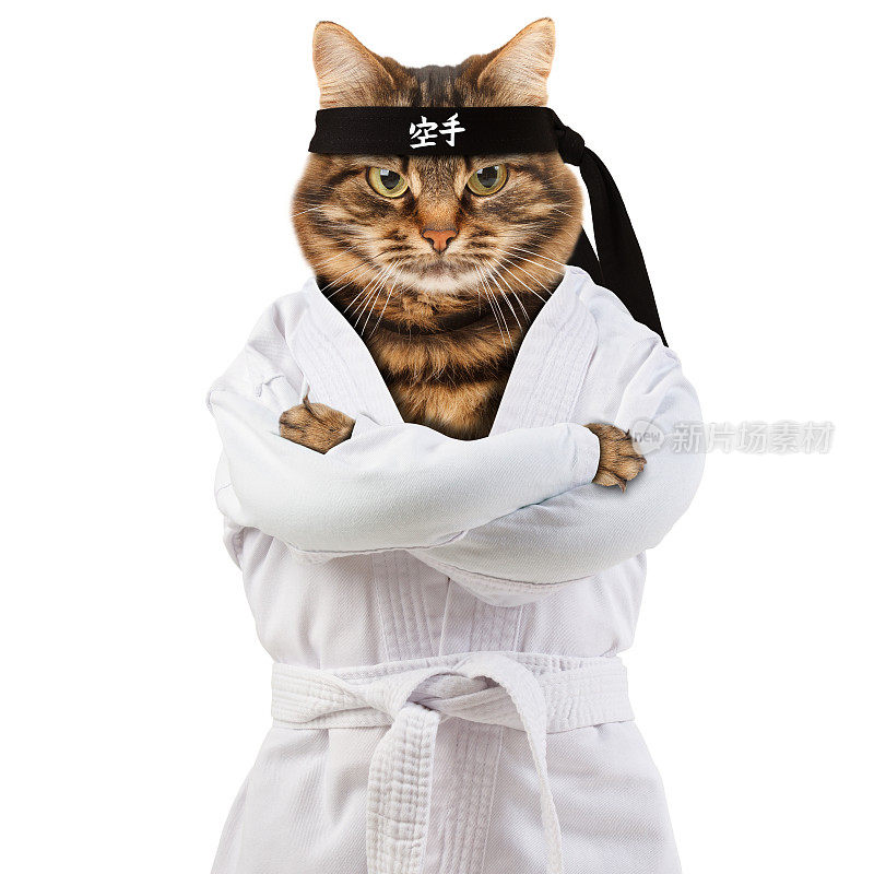 愤怒的猫穿着和服。猫斗士从事空手道。象形文字翻译-空手道。