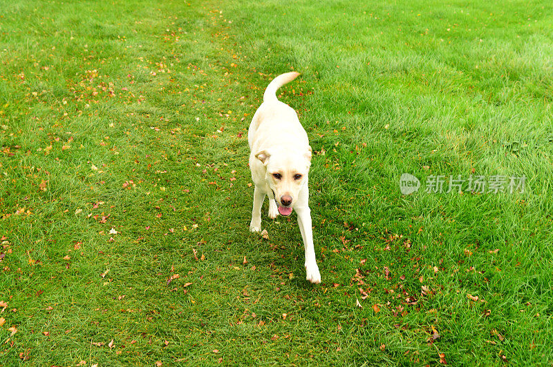 在牧场上奔跑的拉布拉多寻回犬