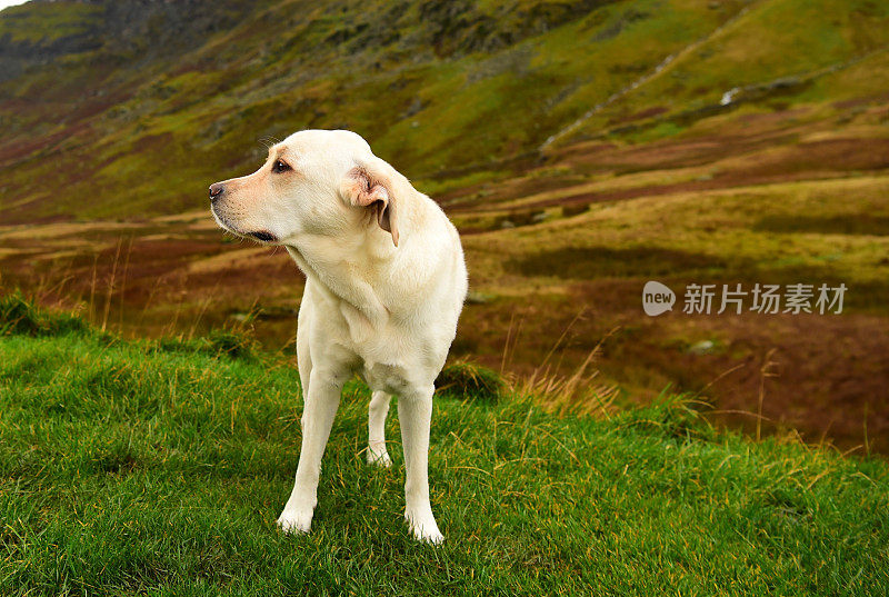 英国湖区的拉布拉多寻回犬