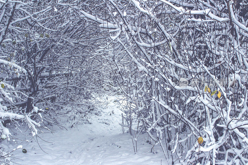 什罗浦郡雪场景