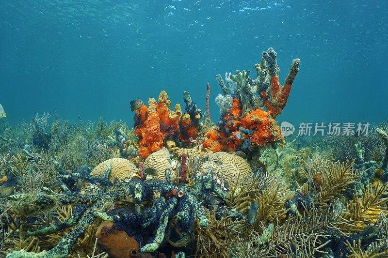 巴拿马水下的加勒比海珊瑚礁