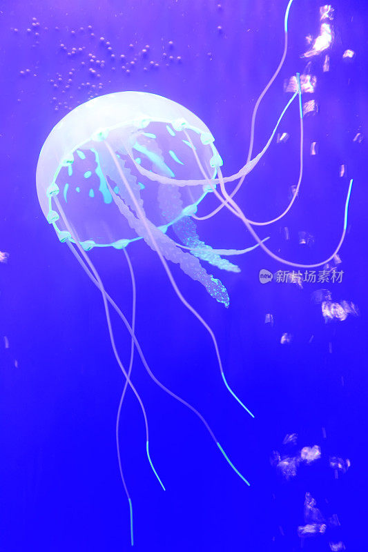 水母在蓝色背景中游动