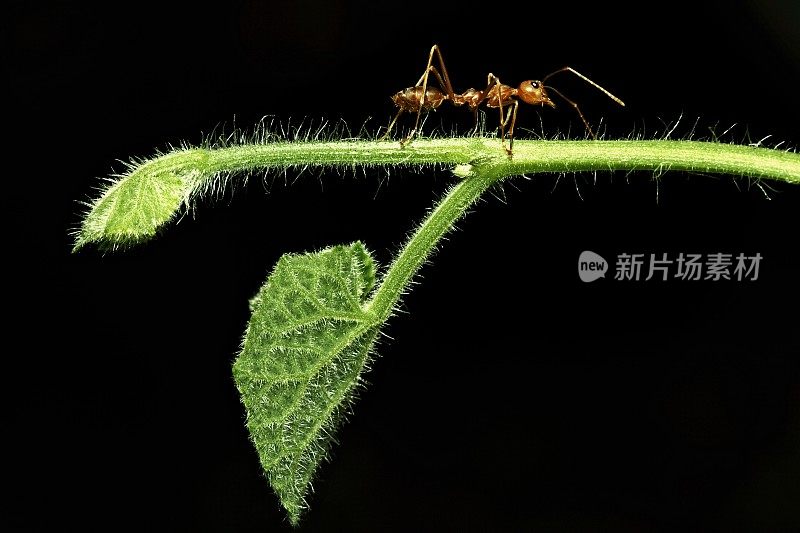 蚂蚁在绿色树枝上行走(黑色背景)